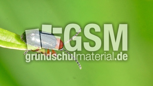 Rothalsiges Getreidehähnchen_1.jpg